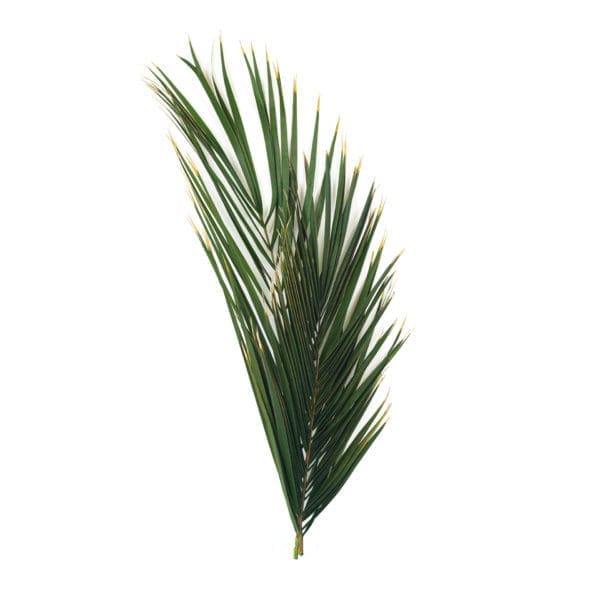 Palm Phoenix Green PO