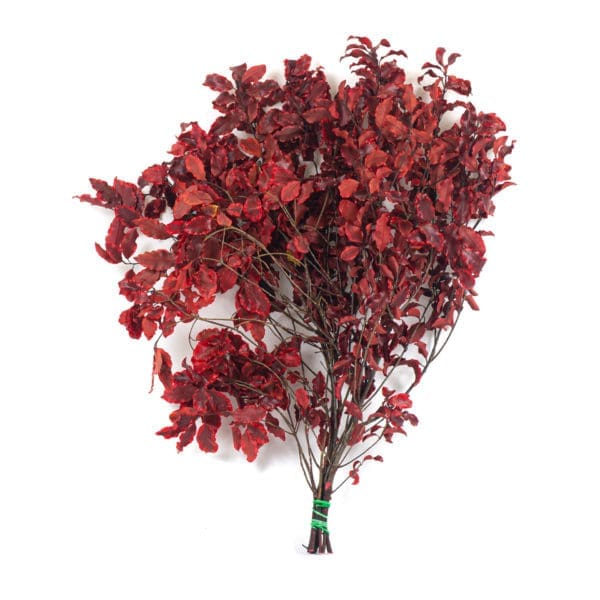 Pittosporum Red PO