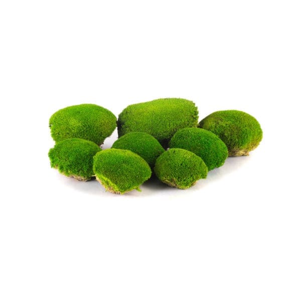Pole Moss Apple CA (8 lbs MB)