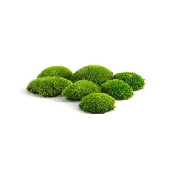 Pole Moss Apple CH (8 lbs MB)