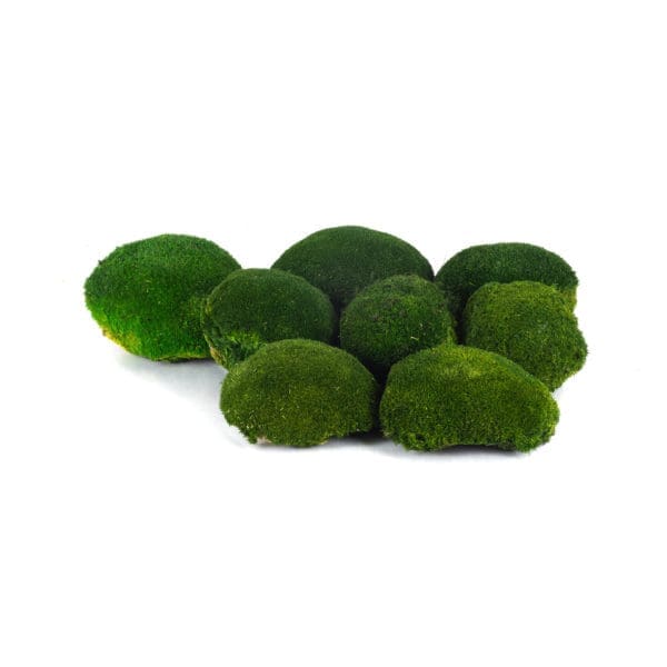 Pole Moss Dark CA (8 lbs MB)