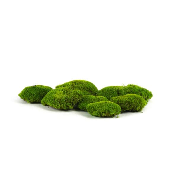 Pole Moss Lime CH (8 lbs MB)