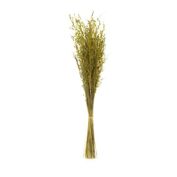 Princess Grass Green NI