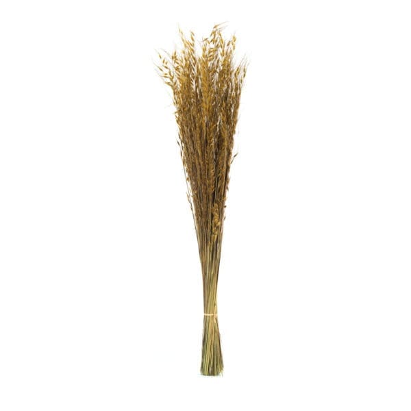 Princess Grass Natural NI