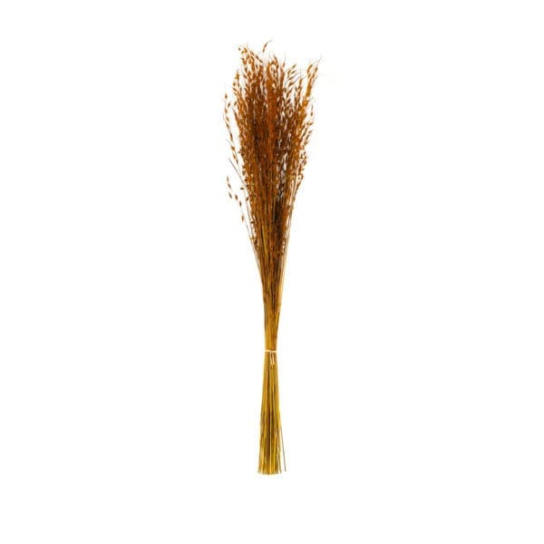 Princess Grass Orange NI