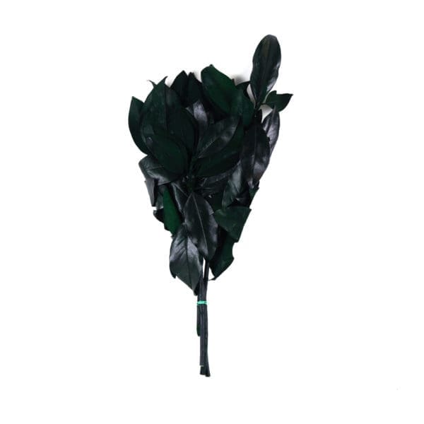 Rama Magnolia Green NI