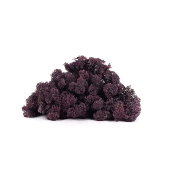 Reindeer Aubergine NO (9 lbs MB)