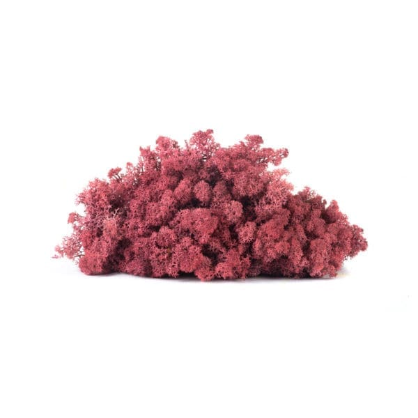 Reindeer Burgundy NO (9 lbs MB)