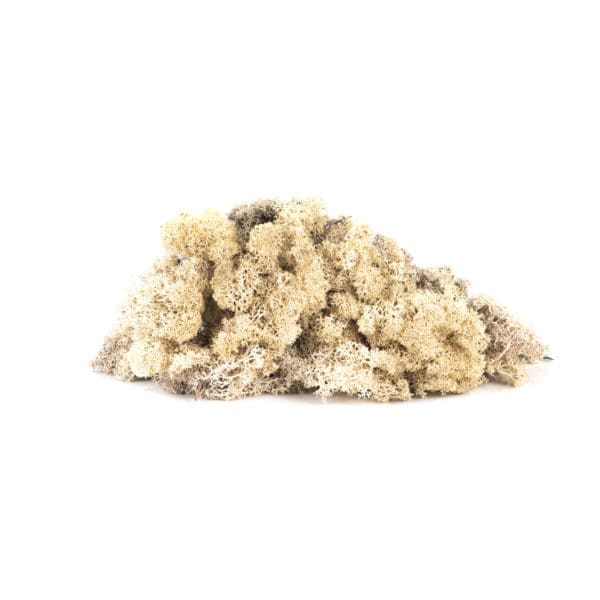 Reindeer Cream CA (12 lbs MB)