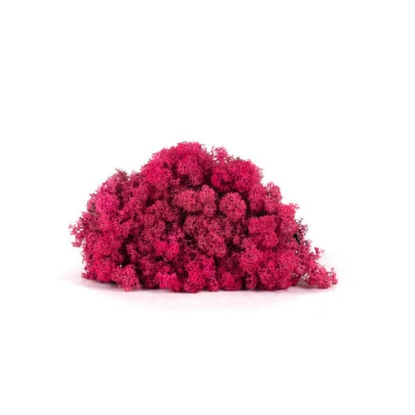 Reindeer Cyclamen NO (9 lbs MB)