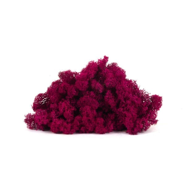 Reindeer Fuchsia CA (12 lbs MB)