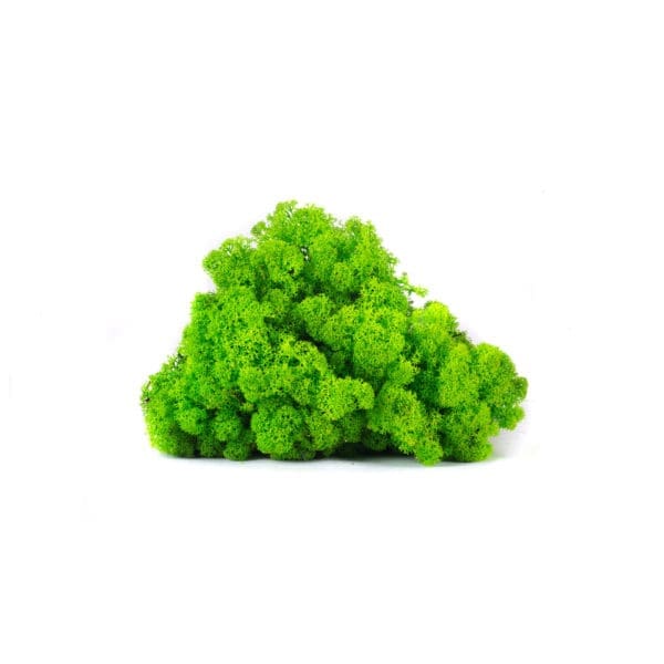 Reindeer Grass Green Light NO (8 oz bag)