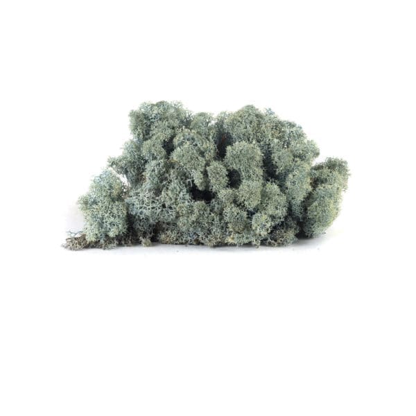 Reindeer Ice Blue NO (9 lbs MB)
