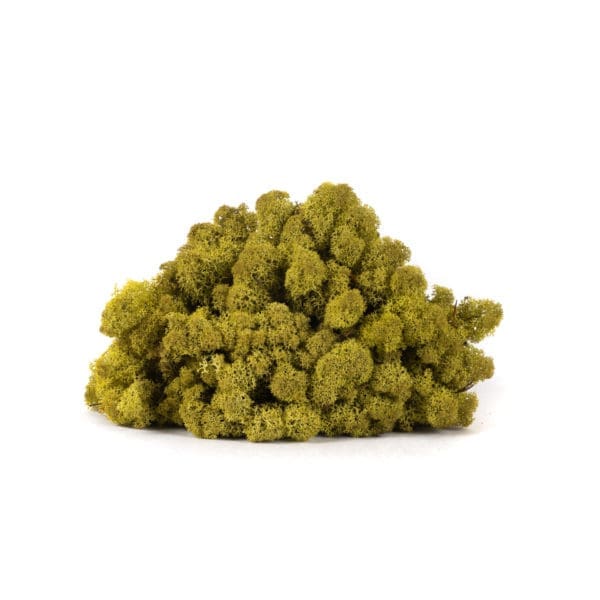 Reindeer Kiwi Olive NO (9 lbs MB)