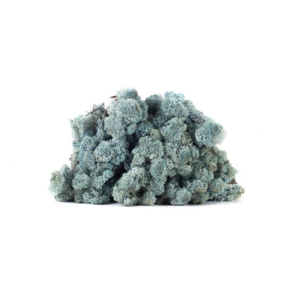 Reindeer Blue Lavender NO (8 oz bag)