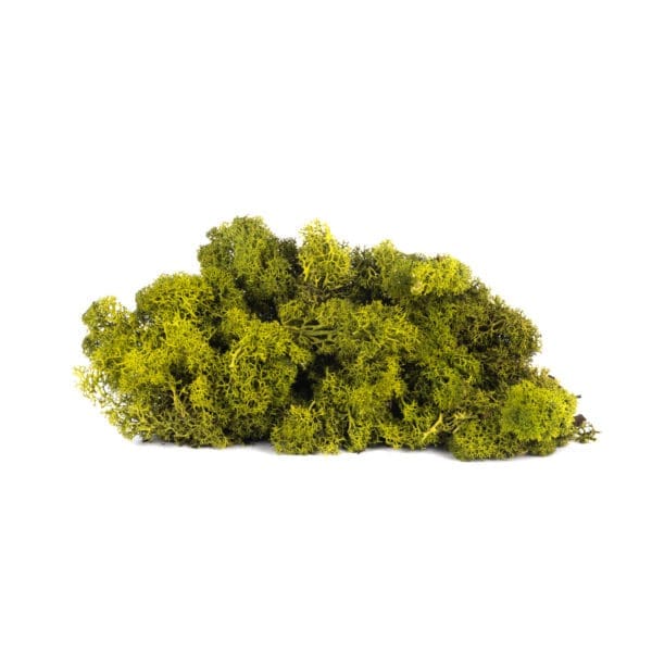 Reindeer Medium CA (12 lbs MB)