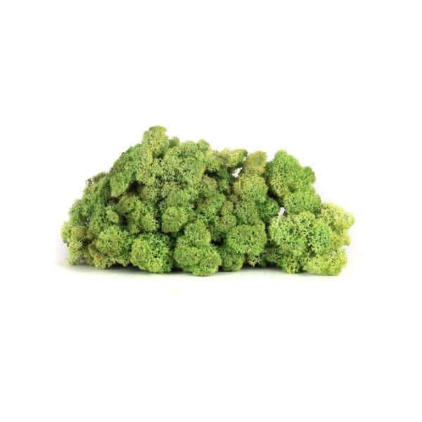 Reindeer Mint NO (9 lbs MB)