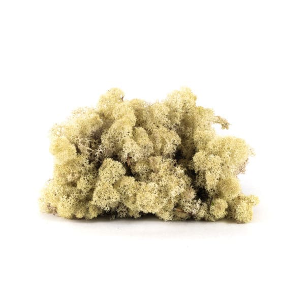 Reindeer Misty White NO (8 oz bag)