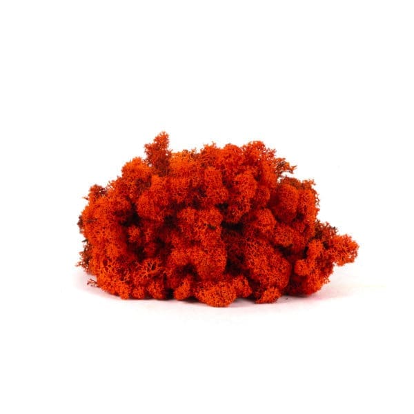 Reindeer Orange CA (12 lbs MB)