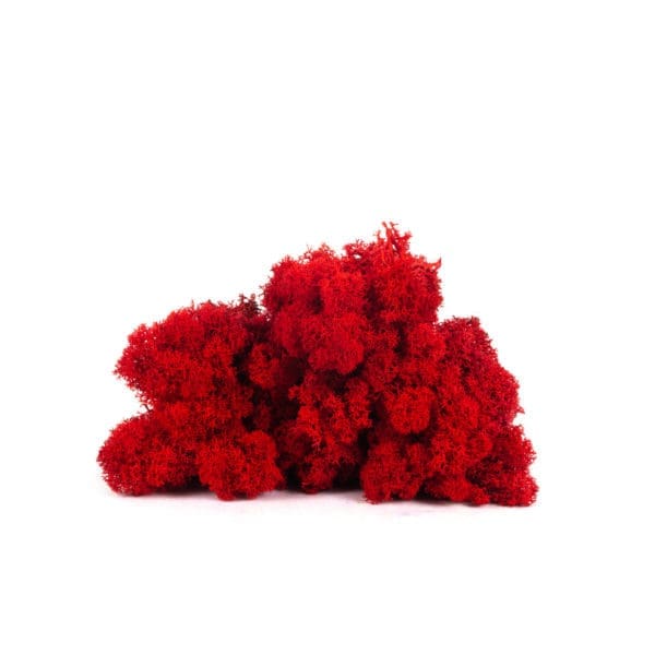 Reindeer Red CA (12 lbs MB)