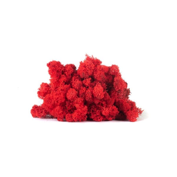 Reindeer Red NO (9 lbs MB)