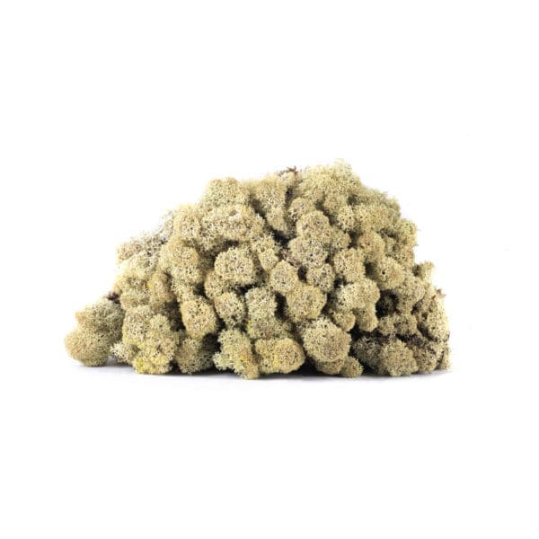 Reindeer Silver Grey NO (8 oz bag)