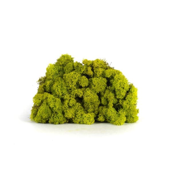 Reindeer Spring Green CA (12 lbs MB)