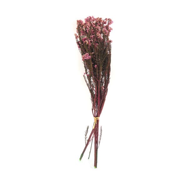 Rice Flower Fuchsia NI