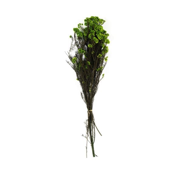 Rice Flower Green NI