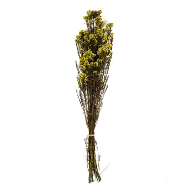 Rice Flower Light Green NI