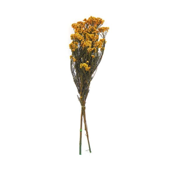 Rice Flower Orange NI