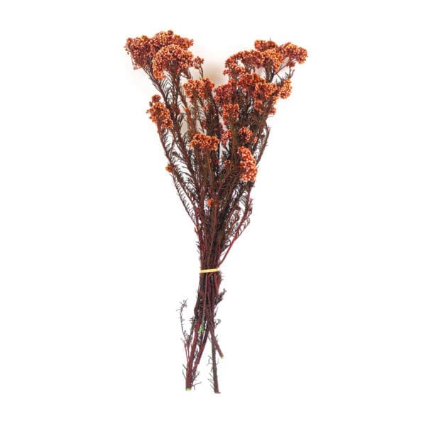 Rice Flower Red NI