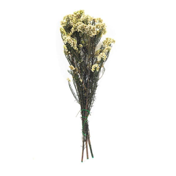 Rice Flower White RU