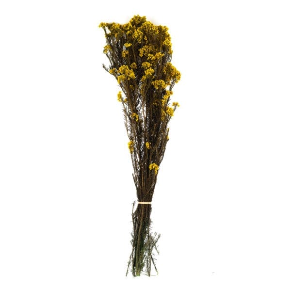 Rice Flower Yellow NI