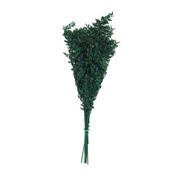 Ruscus Aculeatus Dark Green NI
