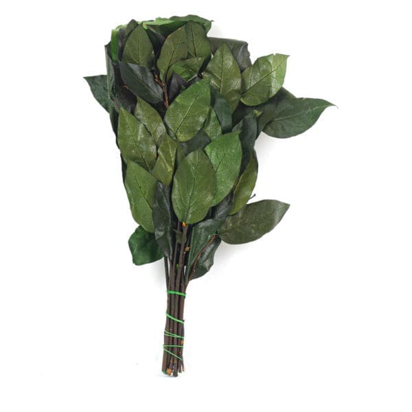Salal Green NI