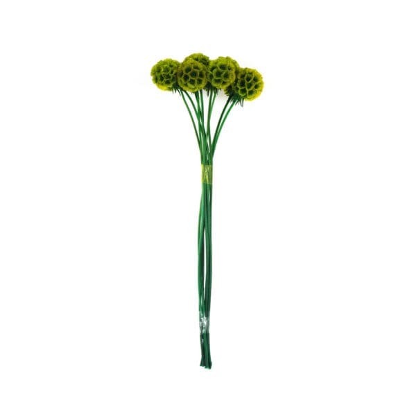 Scabiosa Green RU