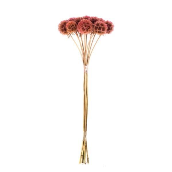 Scabiosa Pink RU
