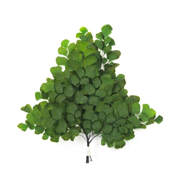Fern Scottum Adianthum Small Green NA