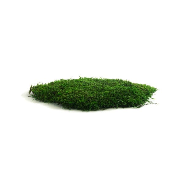 Sheet Moss Dark CH (8 lbs MB)