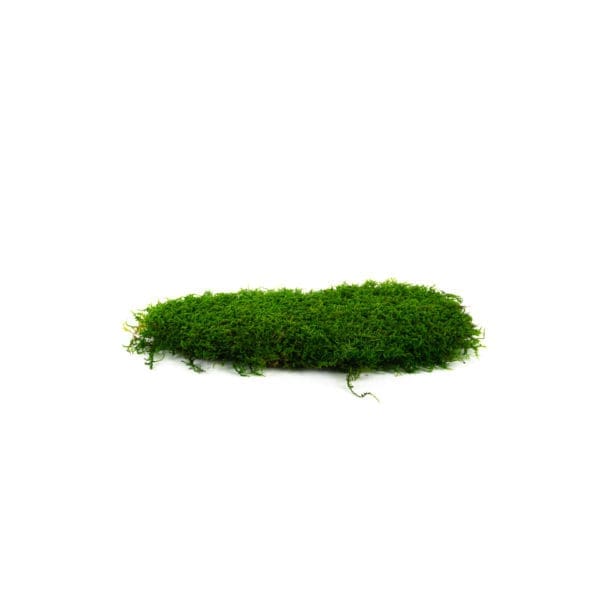 Sheet Moss Medium IS (8 lbs MB)