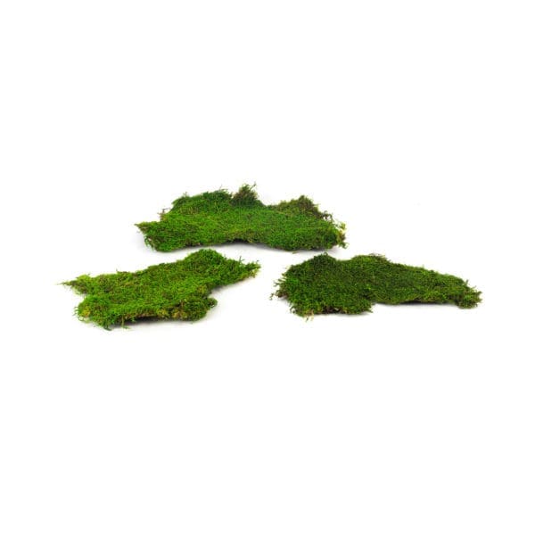 Sheet Moss Dried SM  (5 lbs MB)
