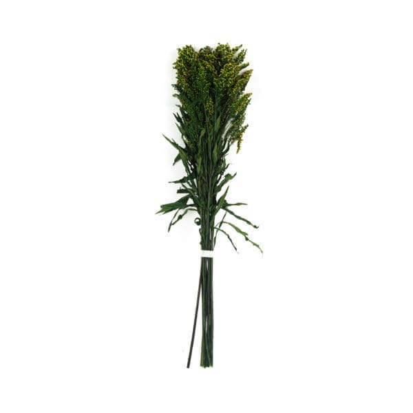 Solidago Green NA
