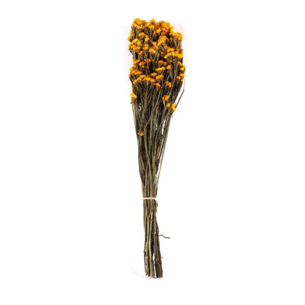 Statice Sinuata Dry Orange NI