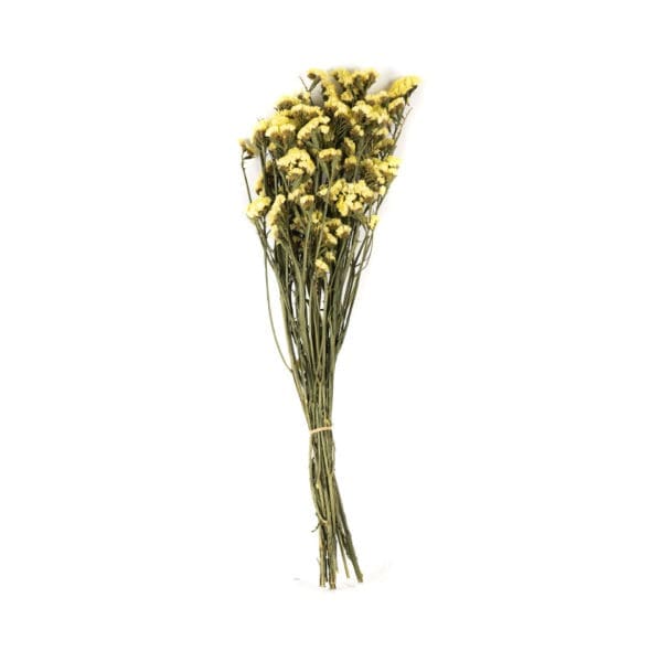 Statice Sinuata Dry Yellow NI