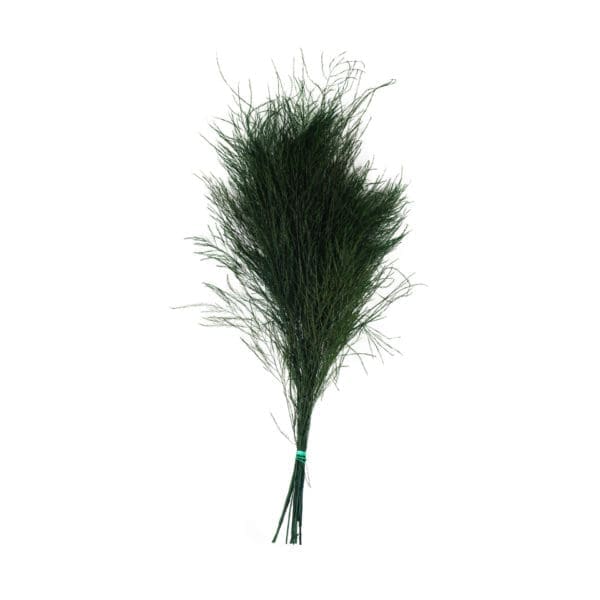 Tree Fern Green RU