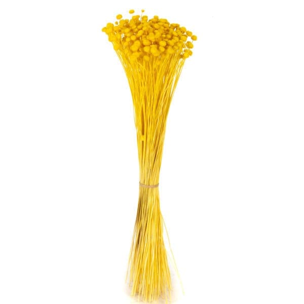 Amarelino Yellow NI