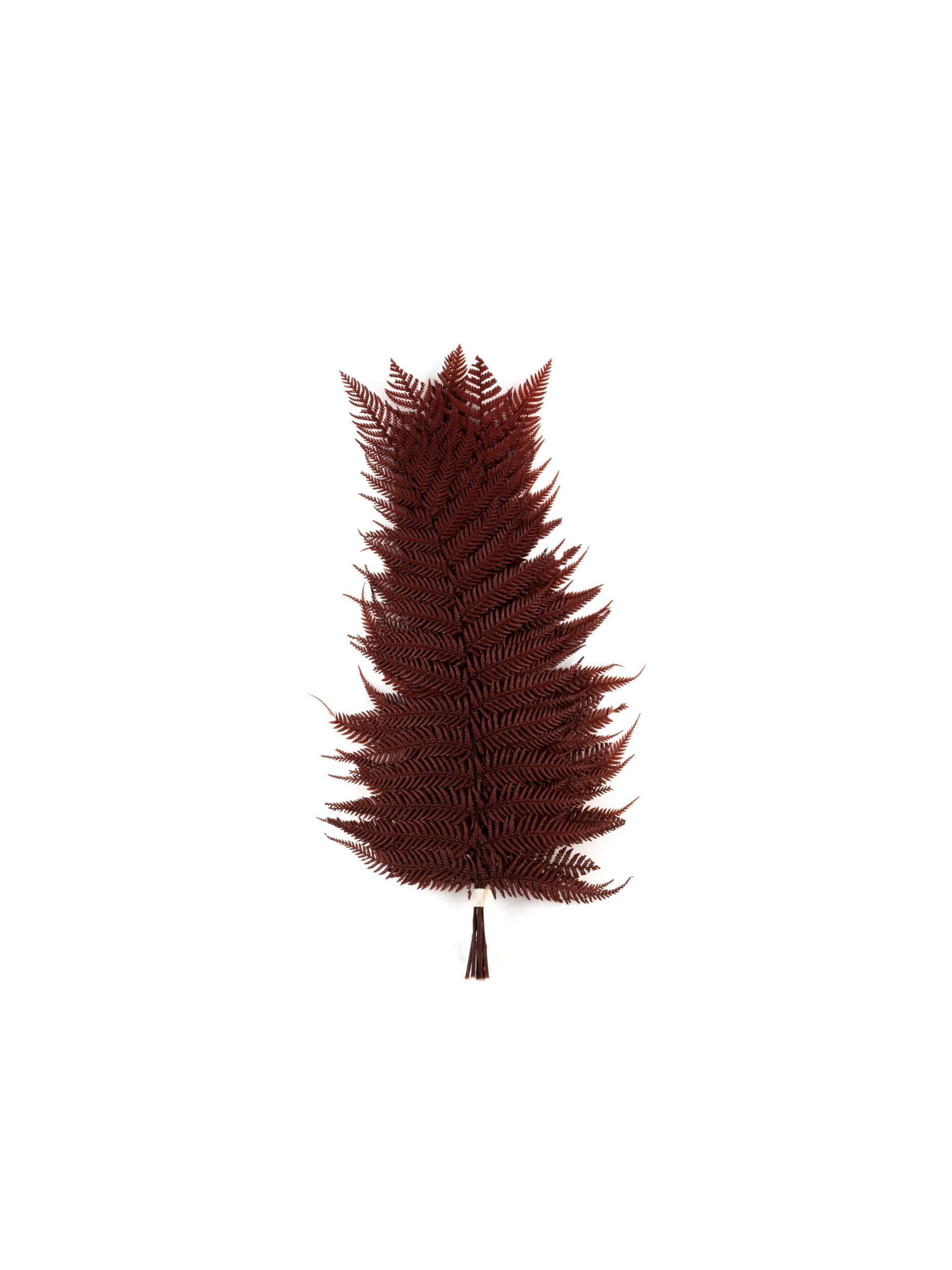 Brilliant20Red20NA20Bunch20Recto.jpg