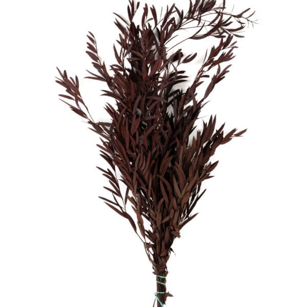 Eucalyptus Nicoly Red NI