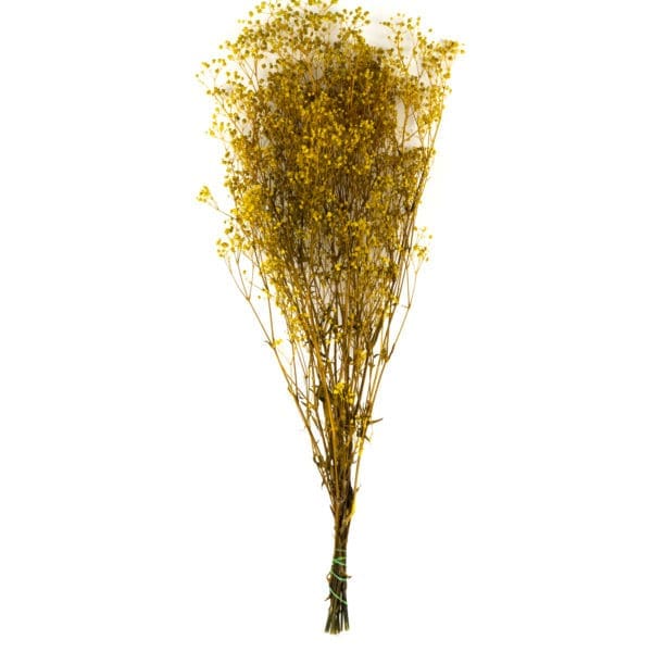 Gypsophilla Light Green RU